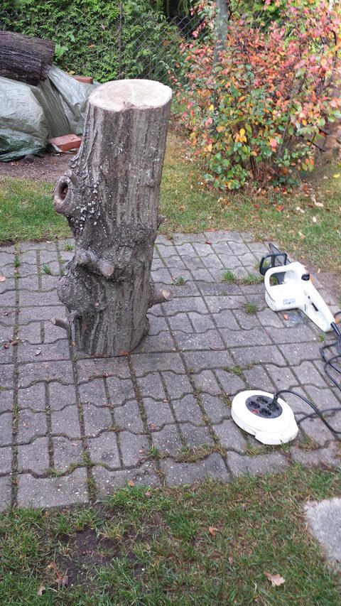 Die Kräftige – holzskulpturen, Spitzeiche