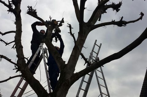 Kowa – holzskulpturen, Walnuss