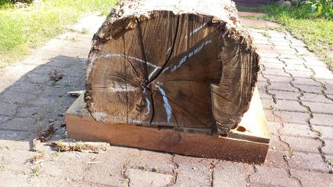 Maulbärchen – holzskulpturen, Eiche