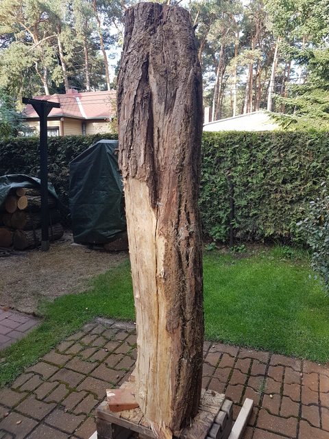 antje – holzskulpturen, Robinie