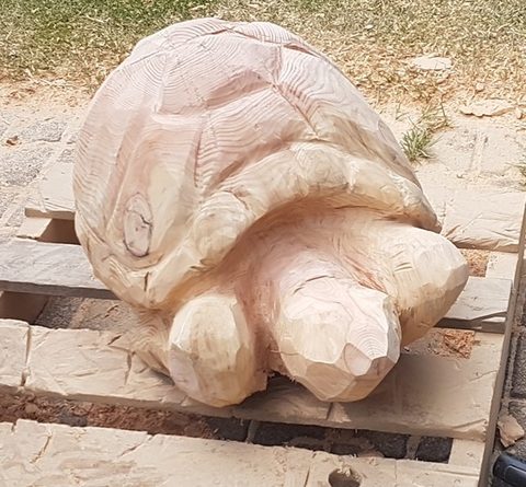 galapagosschildkröte – holzskulpturen, Douglasie